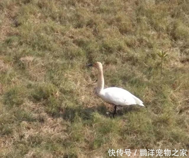 国家二级保护动物都有什么动物