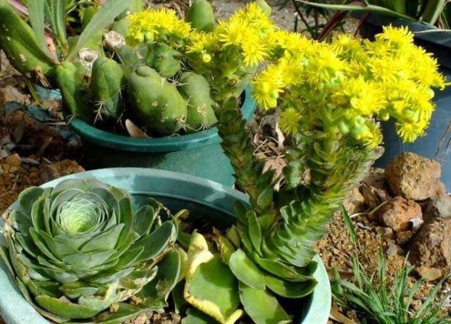  拟石莲属：这些多肉一开花就容易挂掉，你可要多注意了！