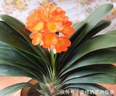  居家|养花也养人，镇宅还旺财，这三种花是居家养护极品！有钱人都喜欢
