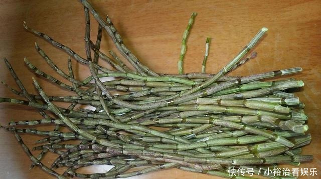 扦插|盆栽铁皮石斛扦插方法,一根枝条能扦插一盆,方法简单一学就会!