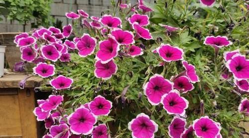 『提高』想要提高花草'抵抗力'?就自制花肥吧,5招保管啥肥都不缺