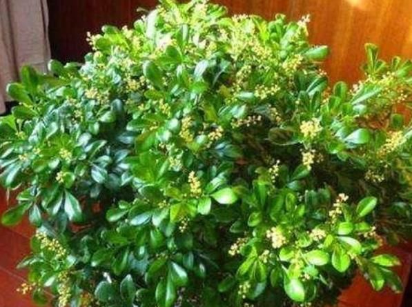 「家里」家里有“异味”,就养3种花,被称“天然净化器”,空气好没异味