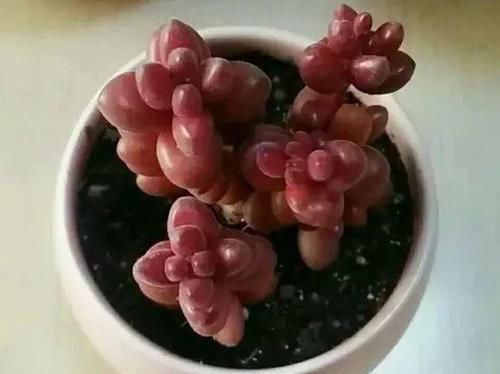  「脸盲」36种多肉图谱，啥肉都能叫上名，不再脸盲！