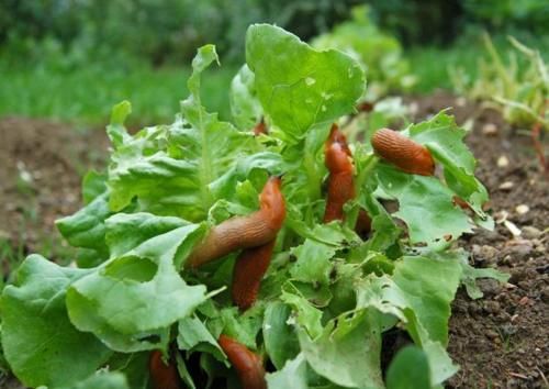  「食盐」菜园里有好多的鼻涕虫和蜗牛？叫你几招，效果马上见