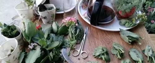  「家里」好养又好繁殖的3种花，给你一片叶子，就能把家里爆成花海