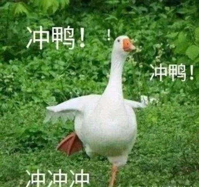  「紧急状态」蝗灾告急，巴铁进入紧急状态，中国10万只麻鸭即将