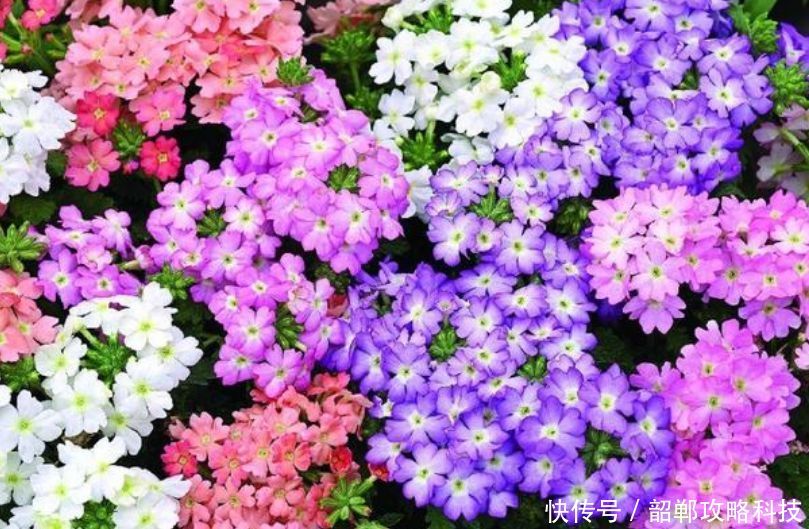 #春天#春天阳台养上“5种花”,美成花园,漂亮花朵,朵朵迷人!