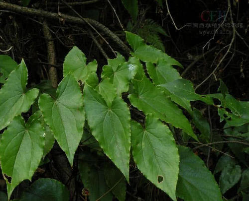 深山一种野草，却不知有神奇功效，牛羊吃了会发情，如今价值珍贵
