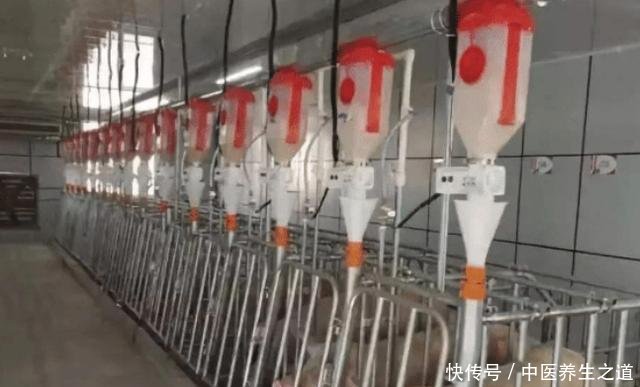 为什么美国是养猪第一大国，看看美国养猪场的猪粪你就懂了