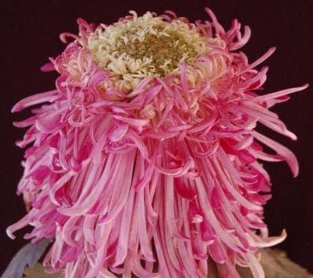  内轮花瓣@爱上菊花，就养菊中珍品，五彩缤纷多姿多福，似佳人起舞，美极了