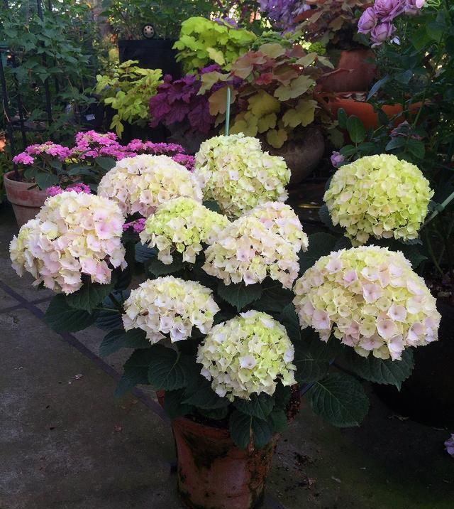  #花木#忘了绿萝吊兰吧，这种盆栽花木，花期长，好看又好养，更值得拥有