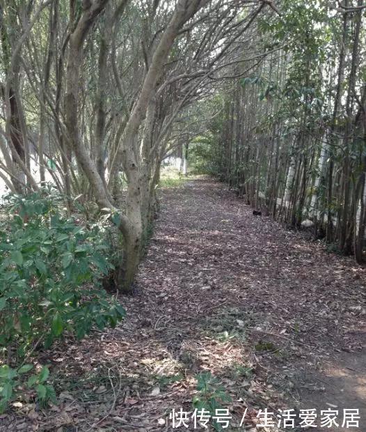  『花儿』自带肥力的3种花土，用上1种不烂根不黄叶，花儿蹭蹭疯长！