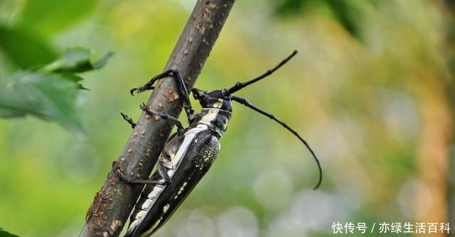 如果树木上有这种痕迹，那么你要小心了，可能是天牛在这产卵了
