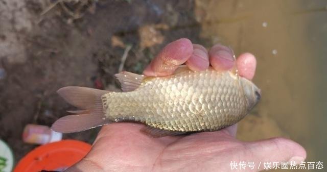  野生鲫鱼|草洞守钓鲫鱼，交配时期作钓鲫鱼方法，钓获20多条金黄色的鲫鱼