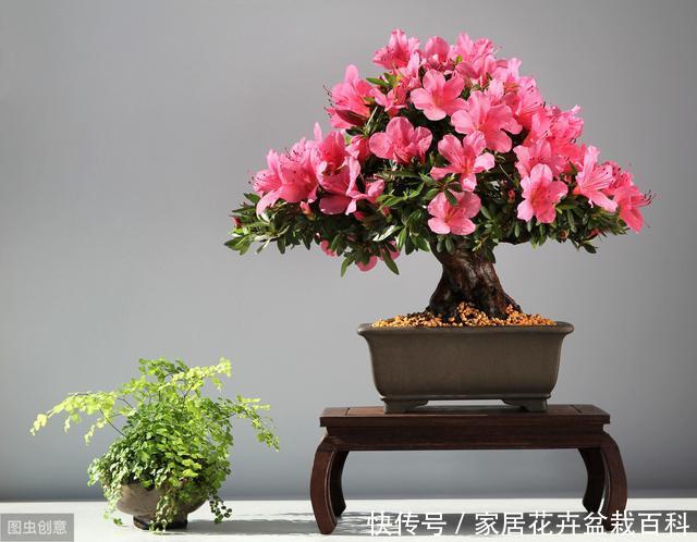  不见：窗台上的一盆杜鹃花，每年很简单的养护，却年年见花不见叶