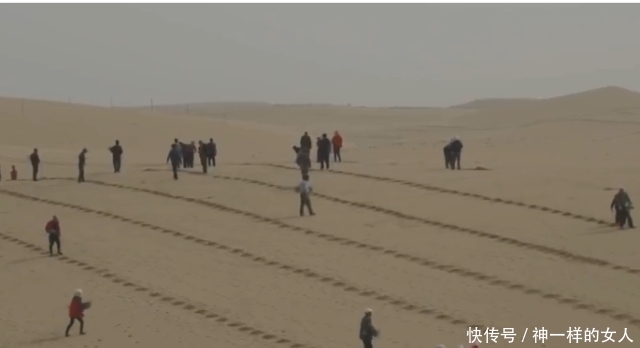 马云的“蚂蚁森林”已三年 竟将“死亡之海”变绿洲 网友：厉害了