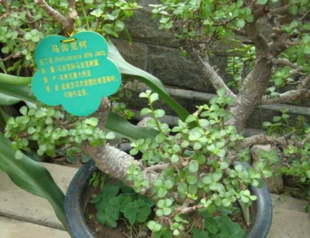  根茎|给“马齿苋树”这样“剪几刀”，全株“木质”，根茎强如“钢”！