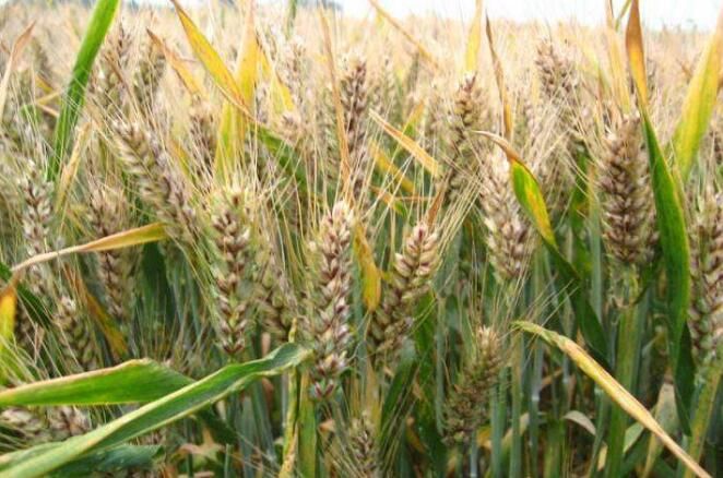 河南省优质强筋小麦新品种崭露头角 计划明年