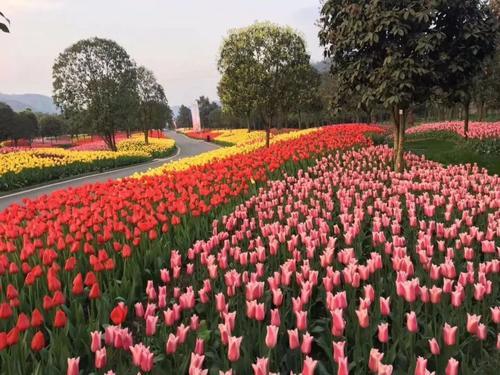 花开成海！再过一周重庆将美翻全国，14处美景玩转这个春天！