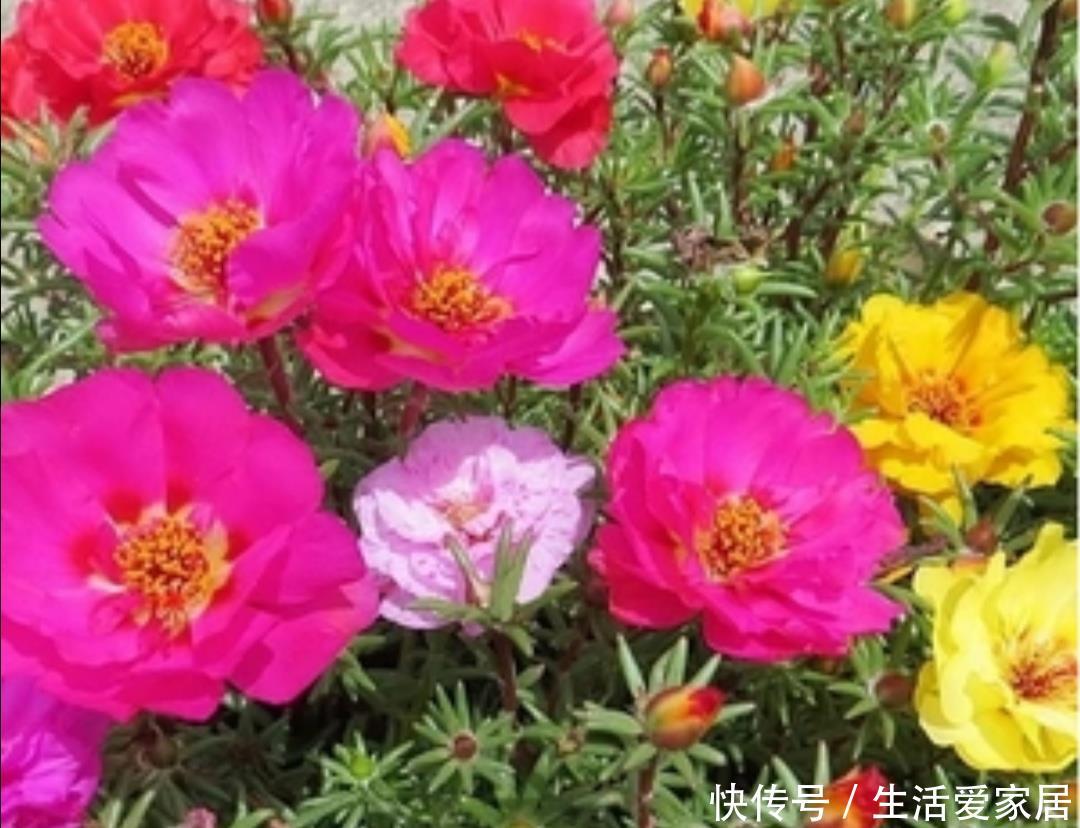  『促使植株』5月养太阳花，给它补充1种肥，花苞长更多，花开满盆