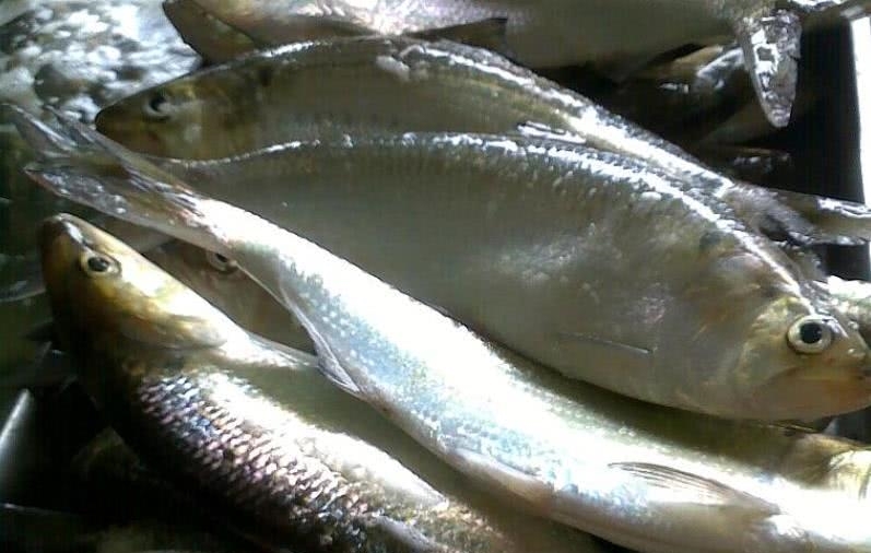 与长江刀鱼齐名，野生的80年代已经绝迹，养殖品一斤160元