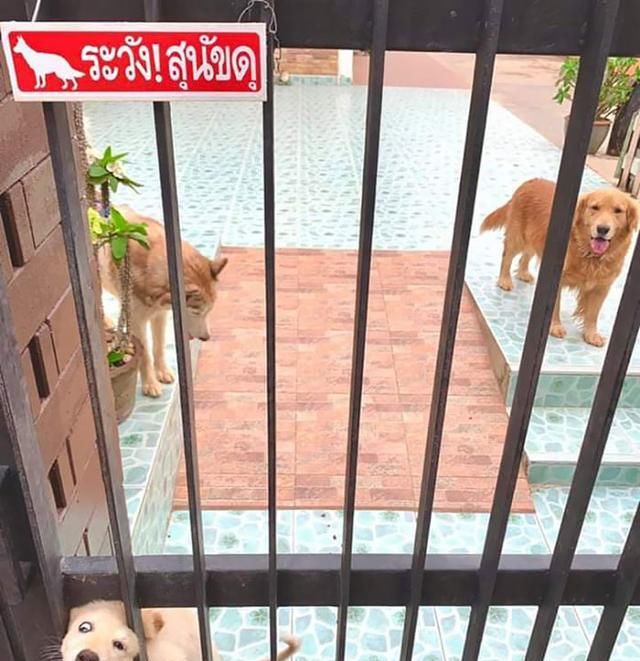  猛犬：院子挂着“内有恶犬”！看清楚却超搞笑，这些狗狗也是猛犬？