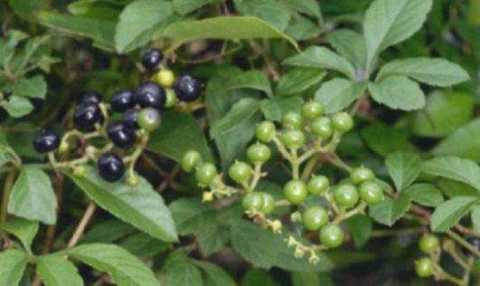  「野果」深山里罕见的“乌蔹莓”过去被农民当杂草，如今却是一