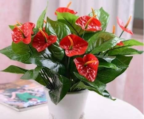  「立春前」立春前就养4种花，好养易打理，开花芬芳艳丽，一簇爆成花海，美