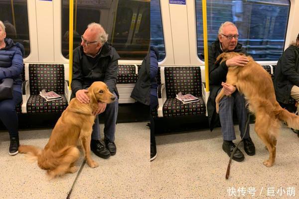  [哈克斯利]英国金毛超级自来熟，在地铁上和老人一见如故，无视主人过去撒娇