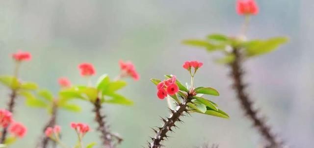 「刺梅」虎刺梅四季开花,花杆上却布满了尖刺,真心喜欢要小心养护