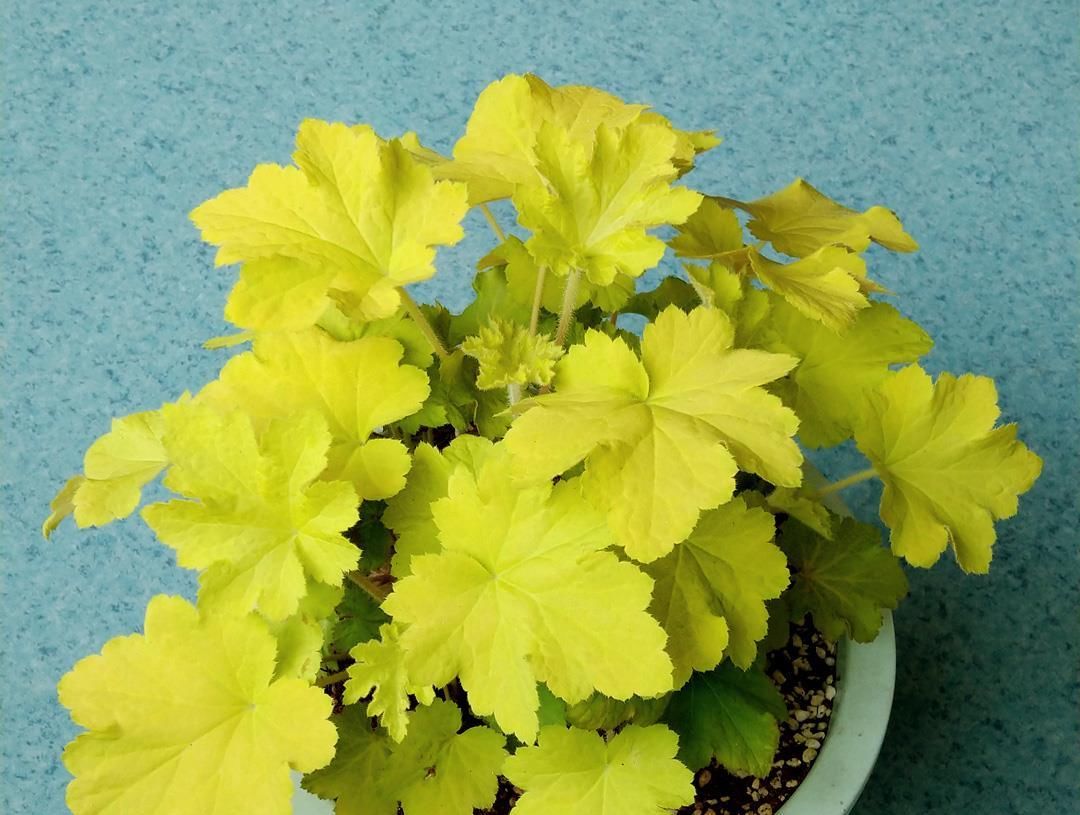  #观叶#别养绿萝吊兰了，观叶植物选它，颜色四季变换，花期长，也很好养