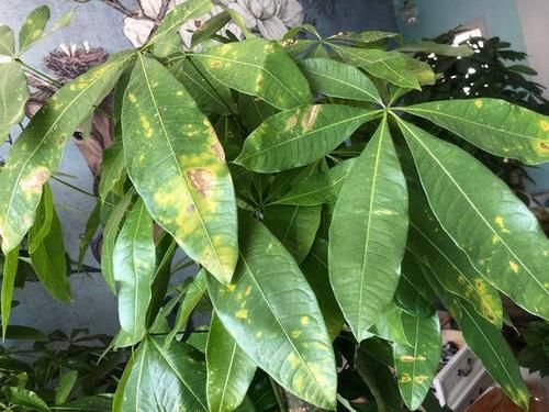  肥料■发财树生长季，几个施肥小窍门，不烧根不黄叶，枝条长成大伞