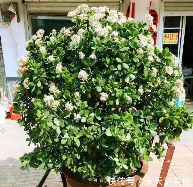  [幸福树]有“讲究”的人都喜欢这“3种树”，叶多枝壮，摆在家中纳福养人