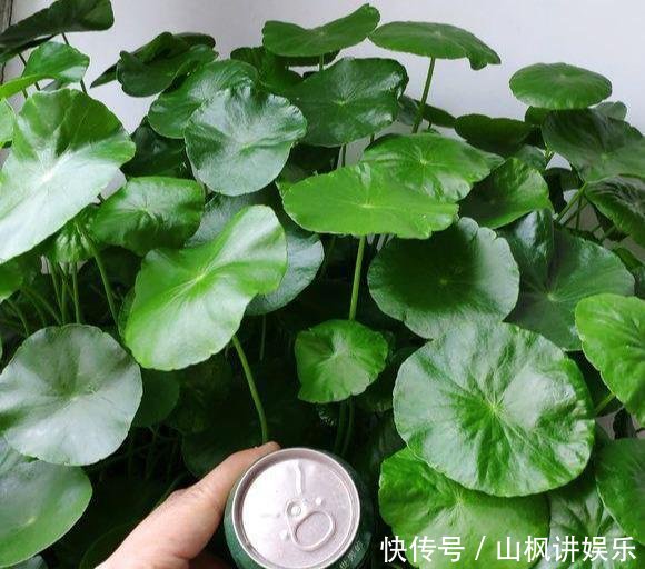 #铜钱#冬天养铜钱草，2个小技巧，零下10度冻不死，明年冒出一盆苗
