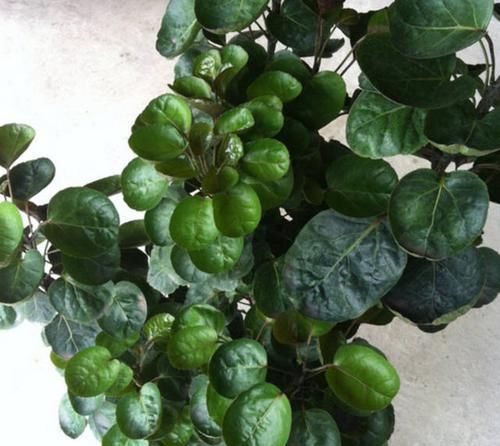  #有钱人#这几种植物招福纳财，有钱人都喜欢它！