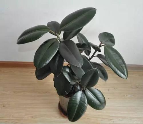  「就要」22种室内极难养死的植物，绿植就要选这些