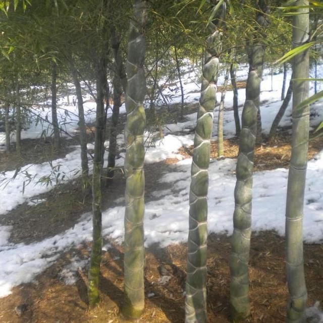 农村这种竹子，有人嫌它丑随手砍掉，其实比你想象的还要值钱