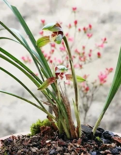  『得了茎腐』初夏治疗兰花茎腐病，不要再浇药水，根本没有效果