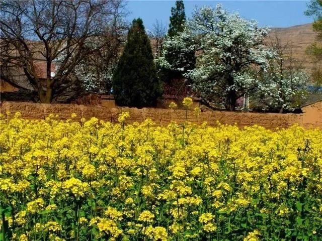 『雨生』雨生百谷,花开百福,陇西的油菜花开了……