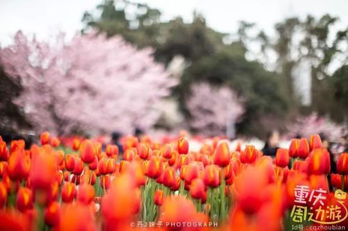 花开成海！再过一周重庆将美翻全国，14处美景玩转这个春天！