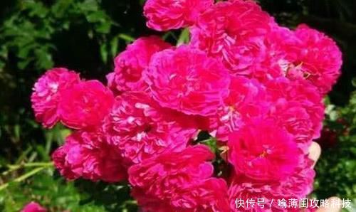  【艳丽】阳台养一盆爬藤花，花色艳丽，花香浓郁，邻居看了都羡慕！