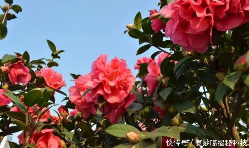  小妙■养花小妙招，花开爆满盆