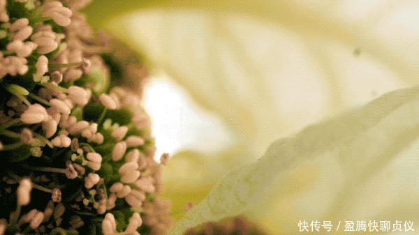 这部纪录片央视发力了,每一帧都可以当壁纸,BBC也无法超越