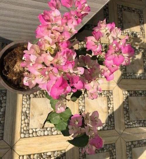  #长满花盆#三角梅开花少，狠心“剪剪枝条”，花苞“爆开”，根系长爆花盆