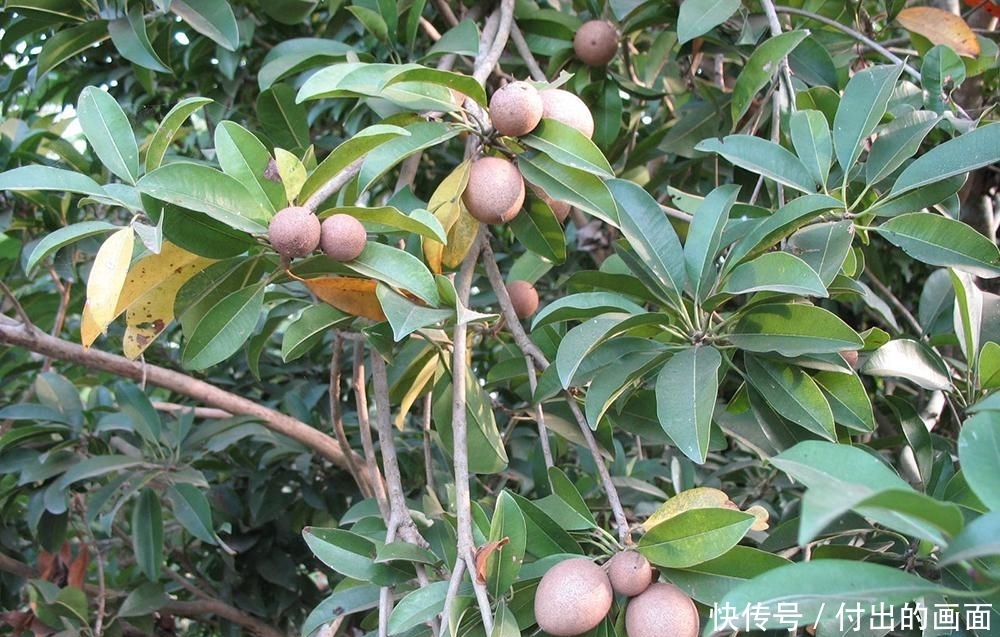  【种植】含钙量居水果之首，价格常年保持40元一斤，却少有农民