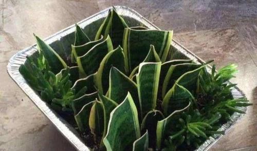  [养虎皮兰]虎皮兰叶子“软踏踏，黏糊糊”？就一个原因，早解决、早托生