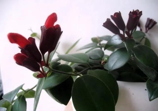  『家里』在室内半阴处容易开花的11种盆栽开花植物，家里可多种几种