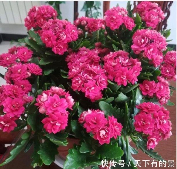  #开花#4种花适合新手养，不用费心，好养又好看，一开就是300天