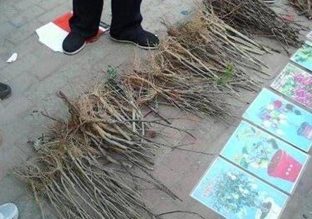 『千万别』街上碰见这些花千万别买，都是骗人的，买回去也养不活