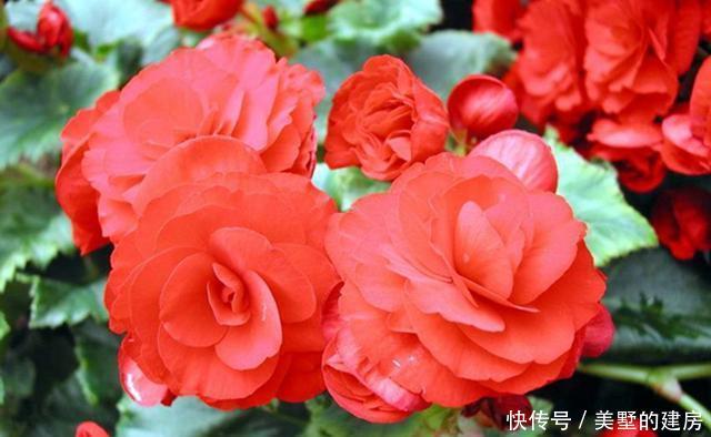  『不好过』气温升高，这3种花别买了，不好过夏，很容易黄叶烂根
